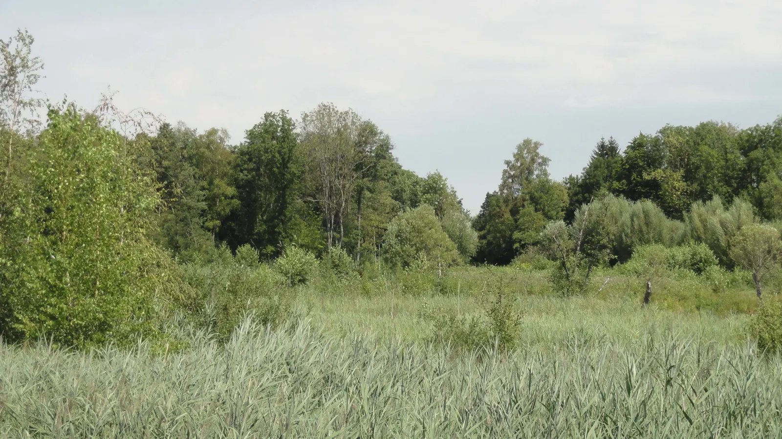 La réserve naturelle des marais d'Isle, à Saint-Quentin
